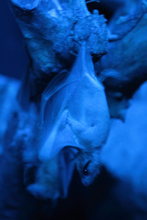 BATS