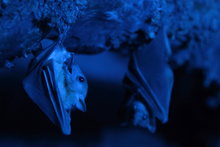 BATS