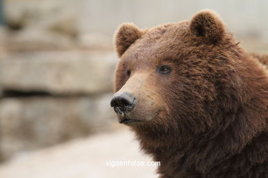 Oso pardo