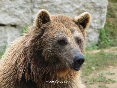Oso pardo. Zool�gico. 