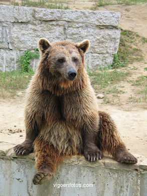 Oso pardo. 