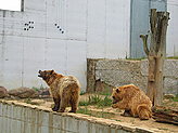 Oso pardo. Zool�gico. 