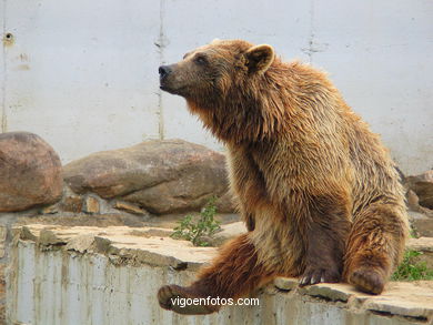 Oso pardo. Zool�gico. 