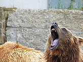 Oso pardo. Zool�gico. 
