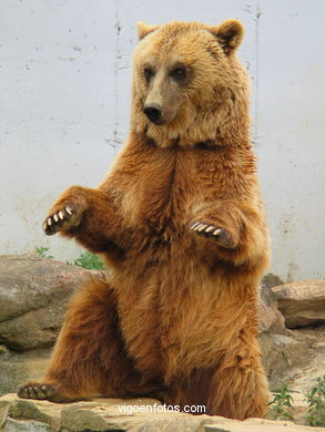 Oso pardo. Zool�gico. 