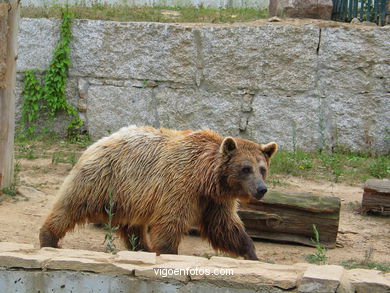 Oso pardo. Zool�gico. 