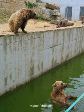 Oso pardo. Zool�gico. 