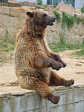 Oso pardo. 