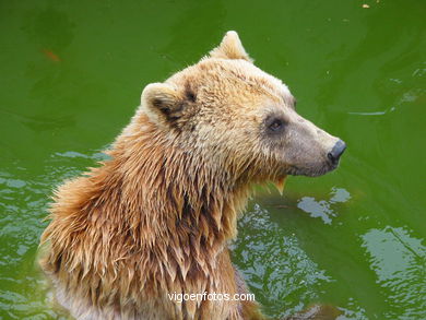 Oso pardo. Zool�gico. 