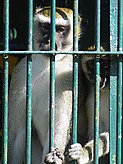 Primates. 