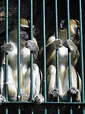 Primates. Zoo.