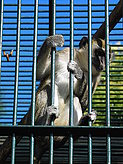 Primates. Zoo.