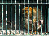 Primates. 