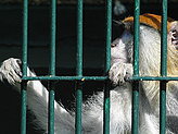 Primates. Zoo.