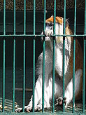 Primates. Zoo.