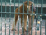 Primates. 