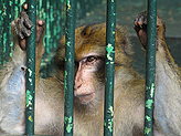 Primates. Zoo.