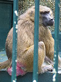 Primates. 