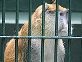 Primates. Zoo.