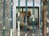 Primates. 