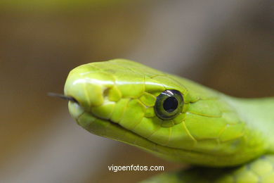 SNAKES, REPTILES AND AMPHIBIANS
