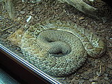 Reptilario del Zoo de Vigo. 