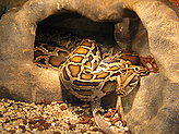 Reptilario del Zoo de Vigo. 