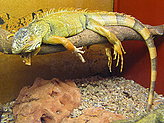 Reptilario del Zoo de Vigo. 