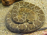 Reptilario del Zoo de Vigo. 