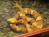 Reptilario del Zoo de Vigo. 