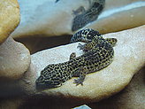 Reptilario del Zoo de Vigo. 