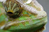 Reptilario