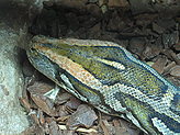 Reptilario del Zoo de Vigo. 
