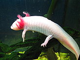 Reptiles. Zoo. 