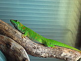 Reptilario del Zoo de Vigo. 