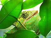 Reptilario del Zoo de Vigo. 