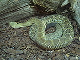 Reptilario del Zoo de Vigo. 