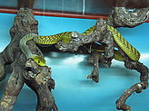 Reptilario del Zoo de Vigo. 