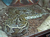 Reptiles and amphibiams. 