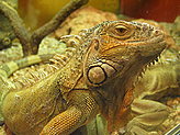 Reptiles and amphibiams. 