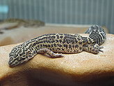 Reptilario del Zoo de Vigo. 