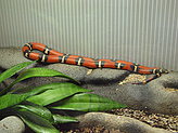 Reptiles. Zoo. 