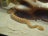 Reptiles. Zoo. 