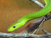 VISITA EL ZOO DE VIGO