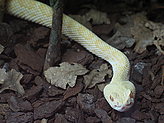 Reptiles. Zoo. 