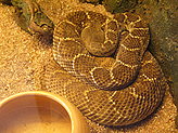 Reptiles and amphibiams. 