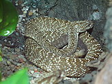 Reptiles and amphibiams. 