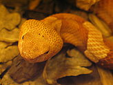Reptiles and amphibiams. 