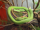 Reptiles. Zoo. 