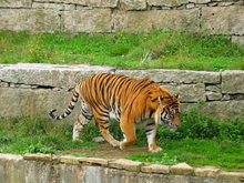 TIGRES 